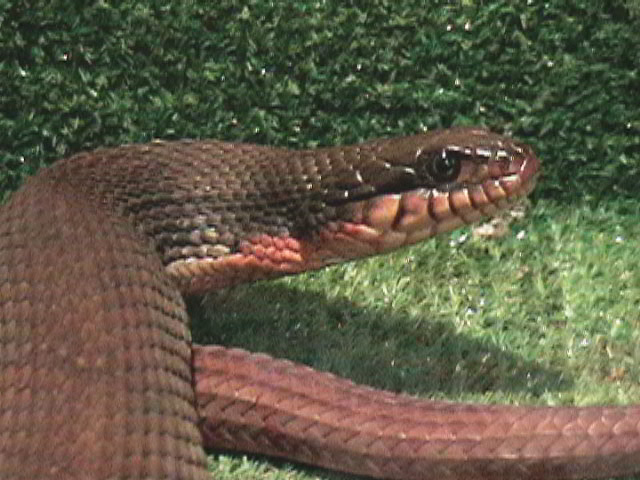 Spaz, nerodia erythrogaster