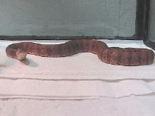 Hudson, nerodia pictiventris, orange phase