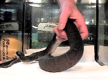 nerodia erythrogaster