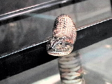 pictiventris