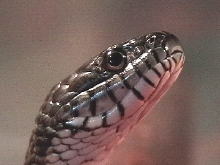 northern water snake, male, young adult