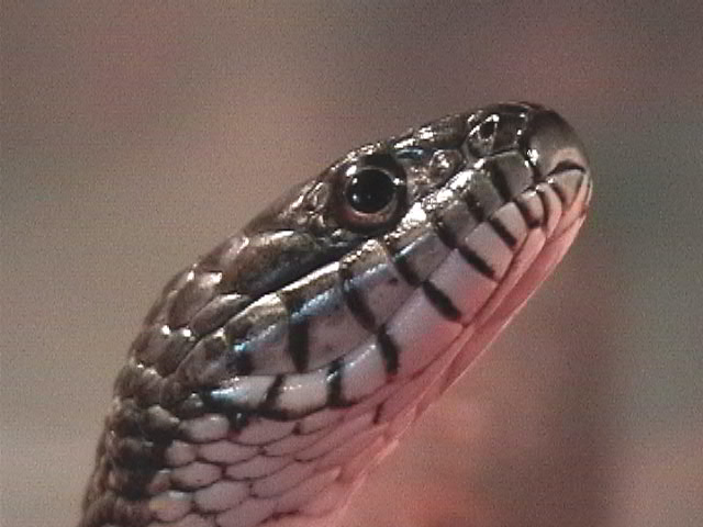 northern water snake, male, young adult