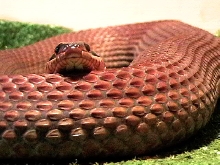 nerodia erythrogaster