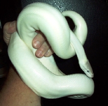 2008 Super Mojave Female