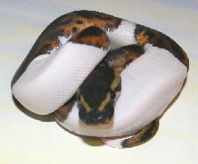 2013 Pied Female