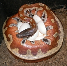2014 Blood Clutch