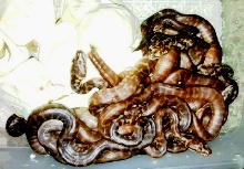IJ's hatching!