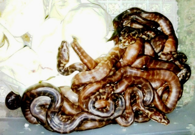 IJ's hatching!