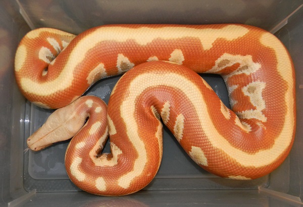 Albino Blood Female
