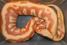 Another Albino Female Blood