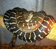 Bredli Carpet