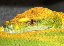 Female Biak