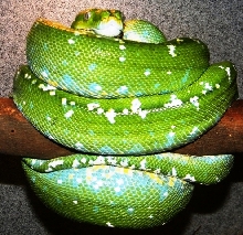 Aru Male