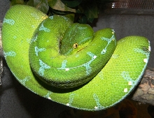 Female Manokwari
