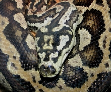 Adult Coastal Female