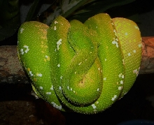 2013 Aru x Merauke Female