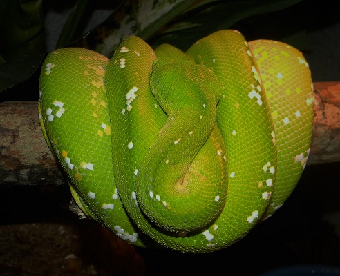 2013 Aru x Merauke Female