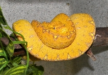 Red Manokwari