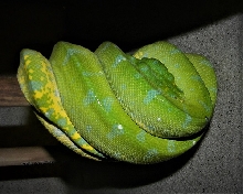 2015 Manokwari x Aru male