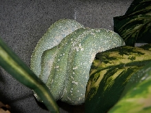 Gravid Aru x Manokwari cross
