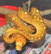 Yearling Biak x Aru