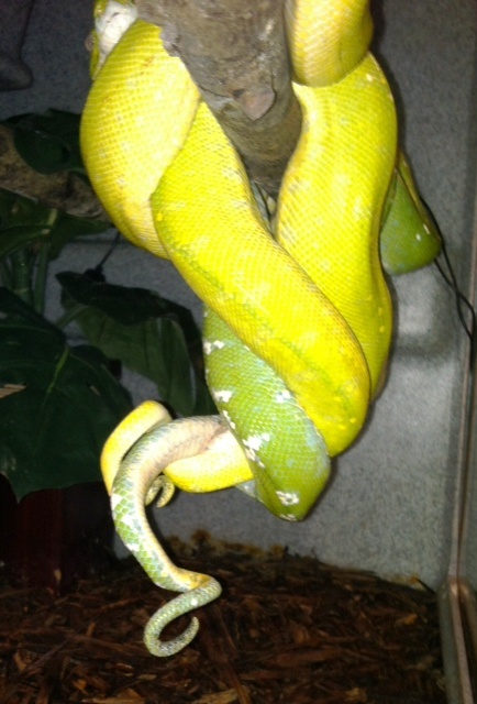 Caught in the Act