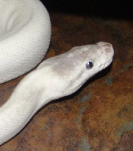 Super Mojave Female