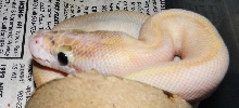 Ivory Male 2014