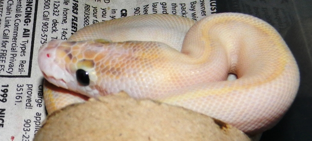 Ivory Male 2014