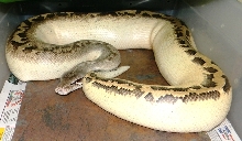 Ivory Male