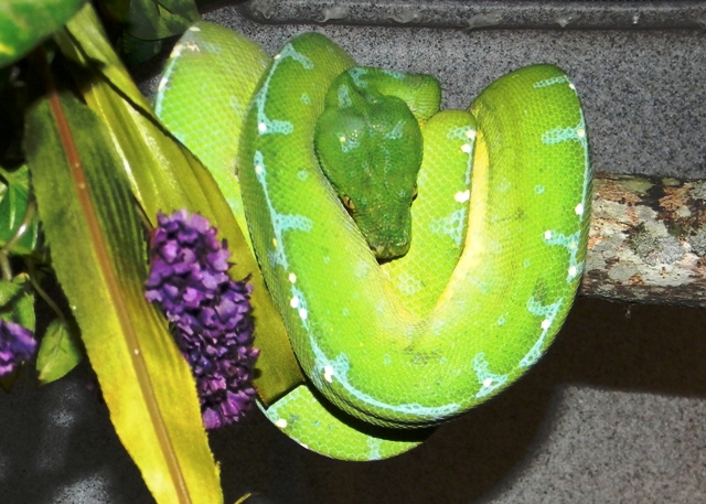 Manokwari Female