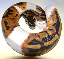 2013 Pied Male