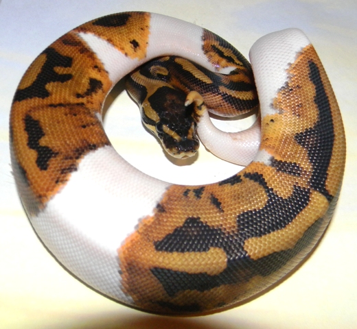 2013 Pied Male