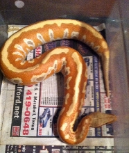 Female Albino