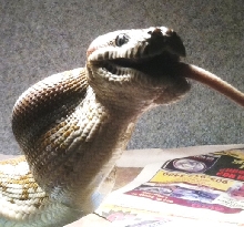 Bredli at lunch!