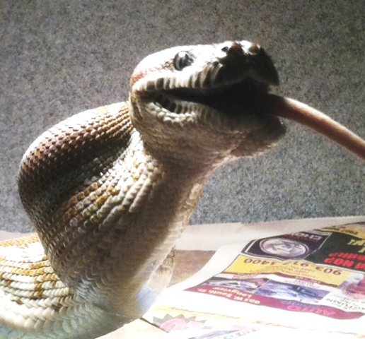 Bredli at lunch!