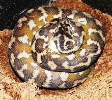 Irian Jaya on eggs!!