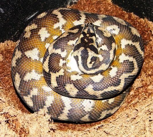 Irian Jaya on eggs!!