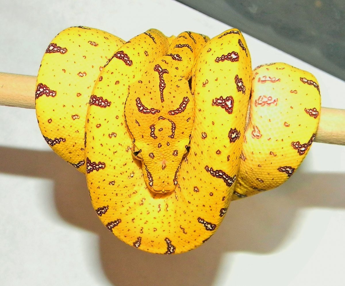 20`5 Manokwari x Aru