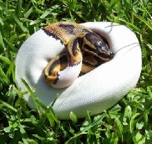Pied Female
