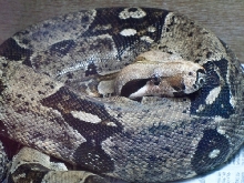 Irwin the Boa 1