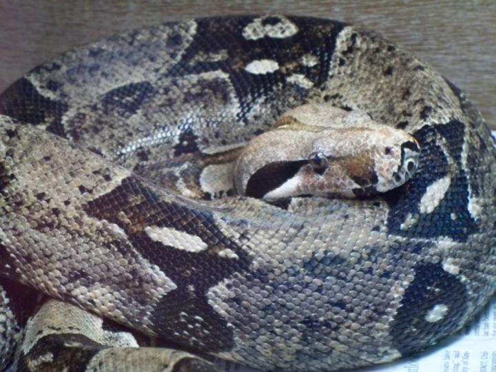 Irwin the Boa 1