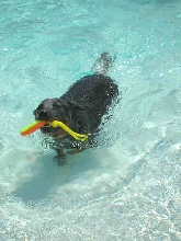 Raffe Swimming