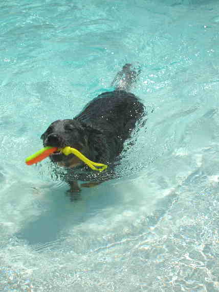 Raffe Swimming