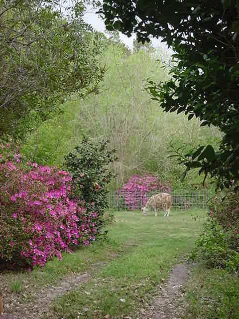 Ivan Grazing Spring '04