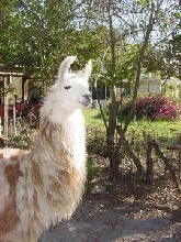 Ivan the llama