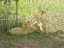 runner ducks & one pekin