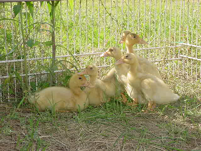 runner ducks & one pekin