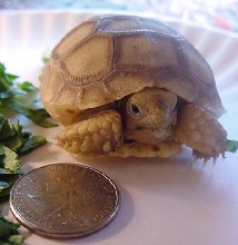 Tagua - Fake Ivory Sulcata