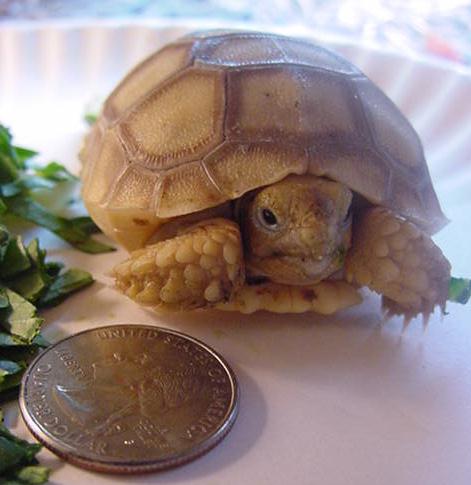 Tagua - Fake Ivory Sulcata
